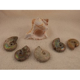 Ammoniet met parelmoer